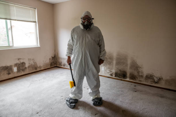 Best Attic Mold Removal  in Globe, AZ